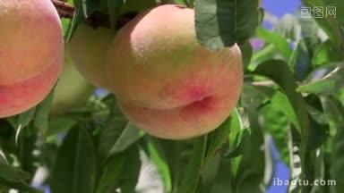 树枝上成熟的桃子特写